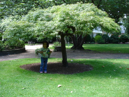 19 July tree in the square.jpg
